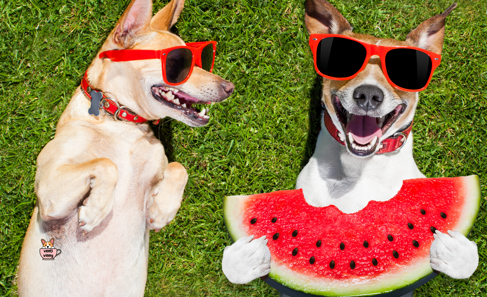 Watermelon Dog Composition Notebook